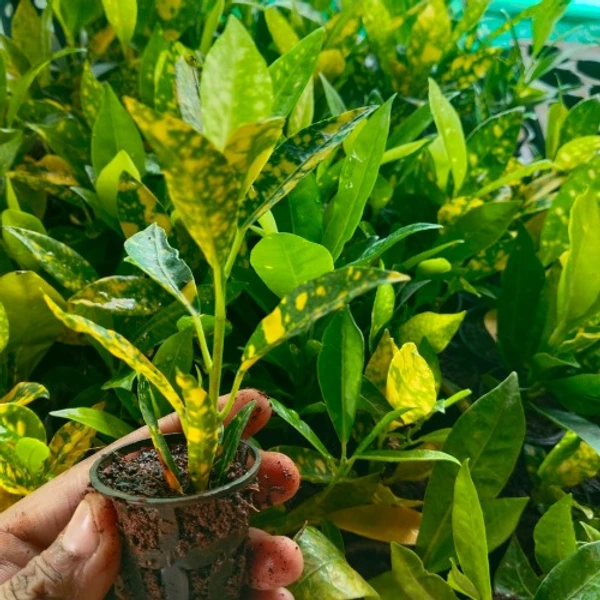 Lemon Croton Plant Sapling (100 Pcs.)