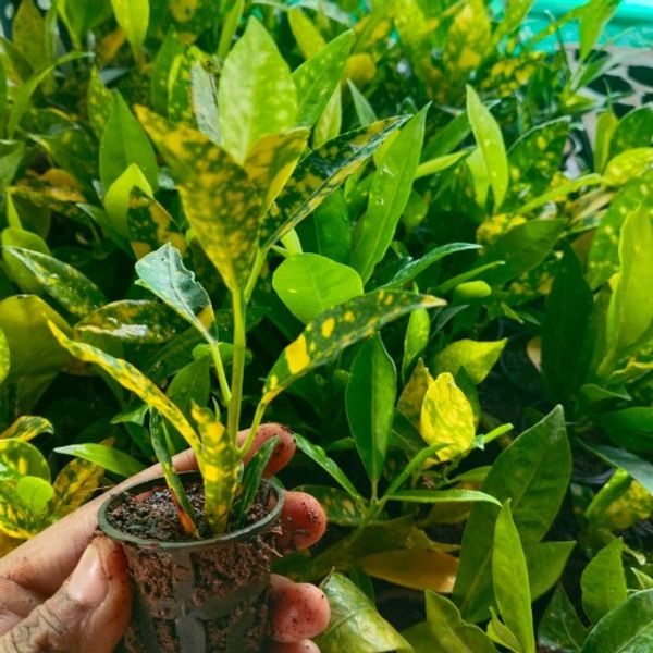 Lemon Croton Plant Sapling