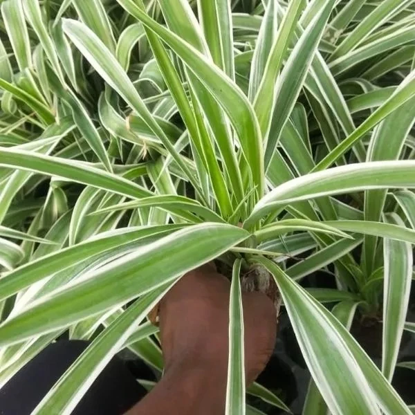 Spider Plant Sapling (100 Pcs.)