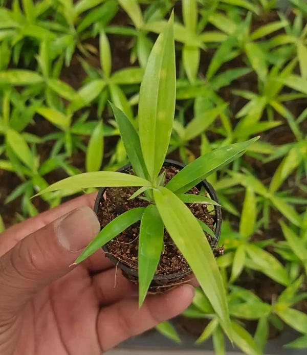 Dracaena Surculosa (Gold Dust) Sapling (100 Pcs.)