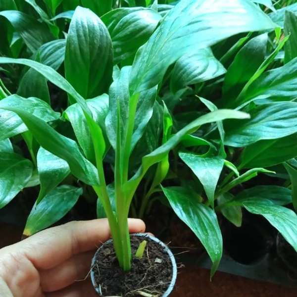 Peace Lily Plant Sapling (100 Pcs.)