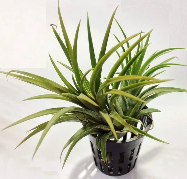 Air Plant (Tillandsia Ionantha) Sapling (100 Pcs.)