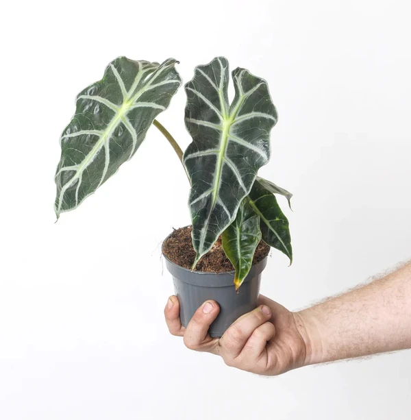 Alocasia Bambino Arrow Sapling (100 Pcs.)