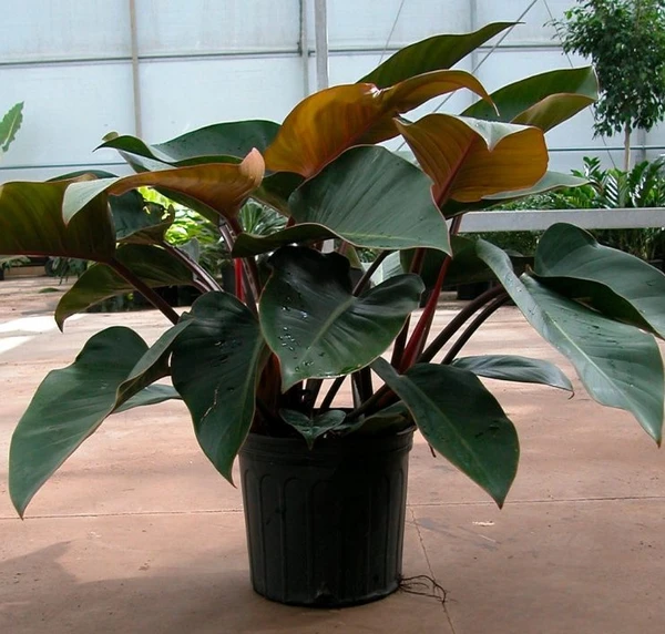 Philodendron Congo Rojo Sapling (100 Pcs.)