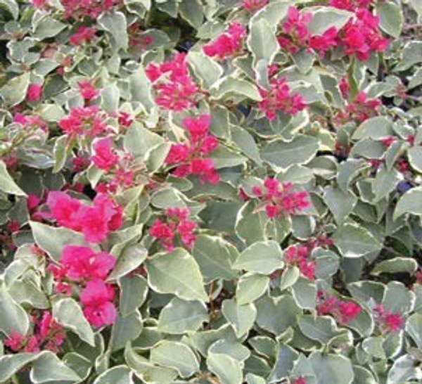 Bougainvillea Variegated Rubra (50 Pcs.)