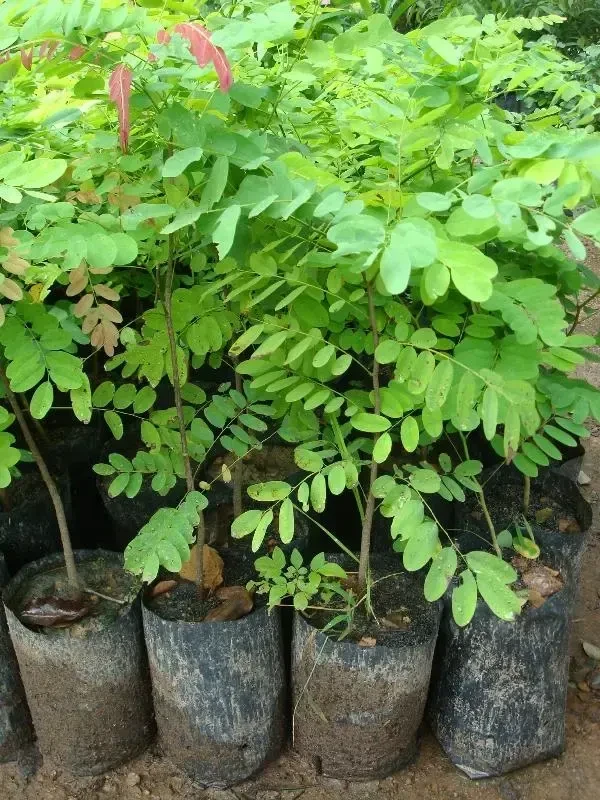 Albizia Procera (Indian Siris) Plant Seedling (100 Pcs.)