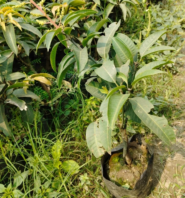 Year-round Mango Plant (50 Pcs.)