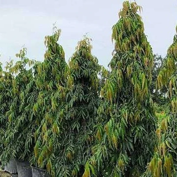 Ashoka Tree Plant (50 Pcs.)