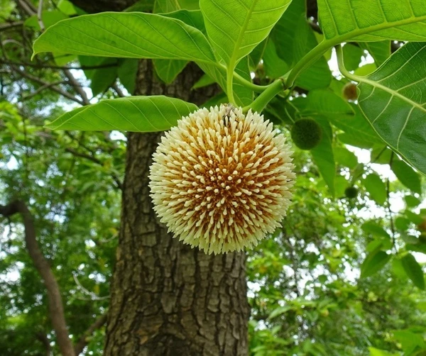 Burflower Tree (Kadamba) Plant Seedling (100 Pcs.)