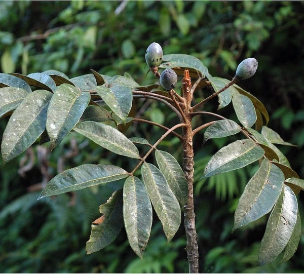Canarium Resiniferum (Black Dammar) Tree Seedling (100 Pcs.)