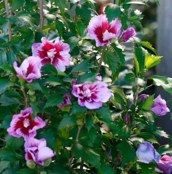 Common Hibiscus-Hibiscus syriacus -Rose of Sharon (50 Pcs.)