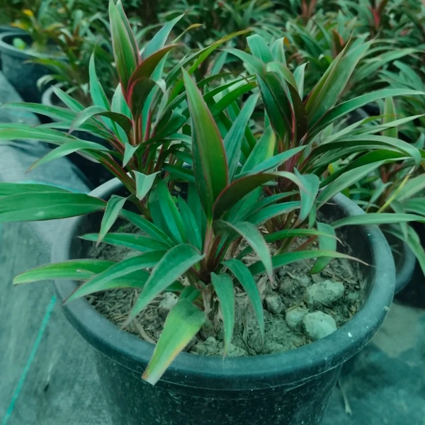 Cordyline Cannifolia Dwarf (20 Pcs.)