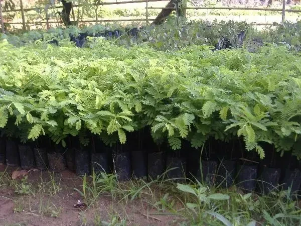  Cutch Tree (Khair) Plant Seedling (100 Pcs.)