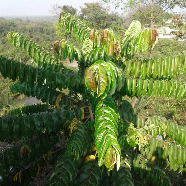  Khokon (Duabanga grandiflora) Seedling (100 Pcs.)