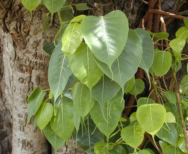 Ficus Religiosa (Sacred Fig) Plant Seedlig (100 Pcs.)