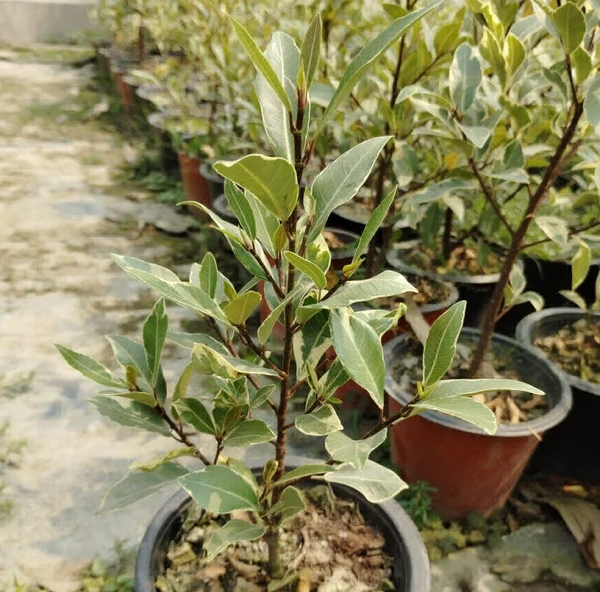 Ficus Retusa Varigated (50 Pcs.)