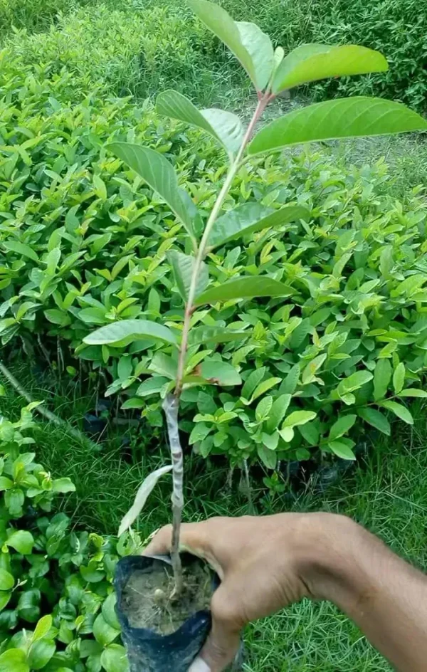 Guava Plant Seedling (100 Pcs.)