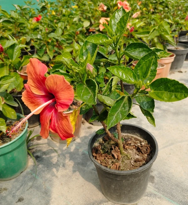 Hibiscus rosa-sinensis (50 Pcs.)