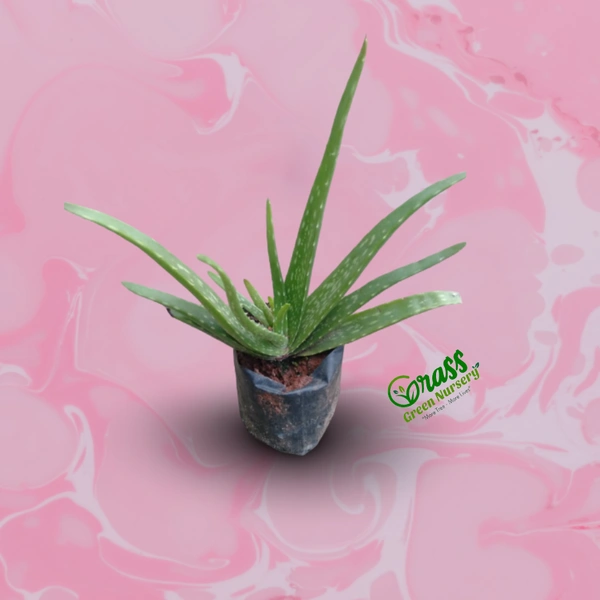 Aloe Vera Plant 