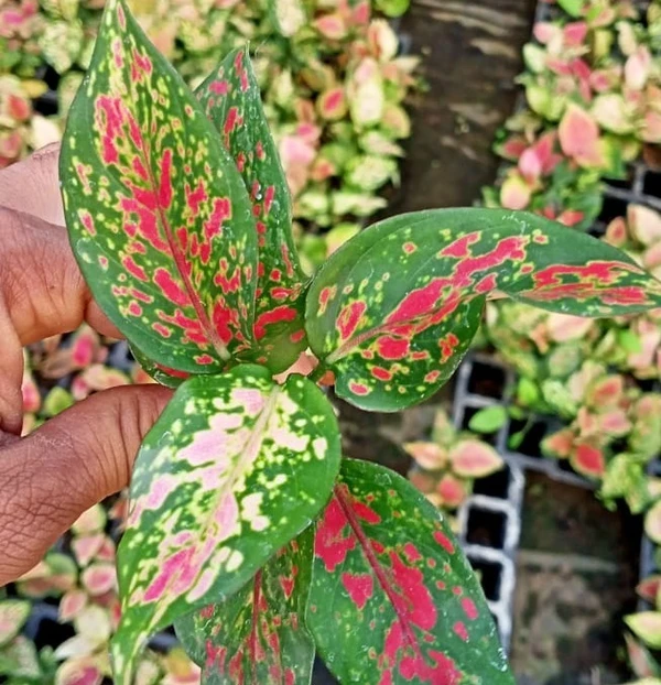 Aglaonema Red Valentine Sapling (100 Pcs.)