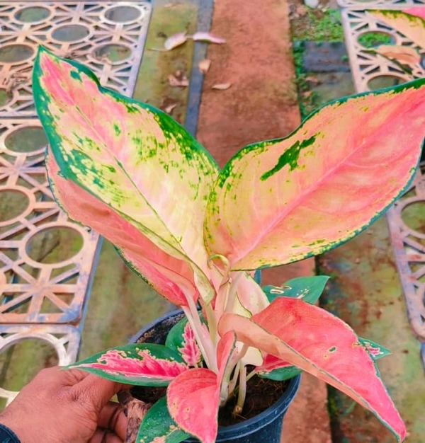 Aglaonema Red Anjamani Sapling (100 Pcs.)