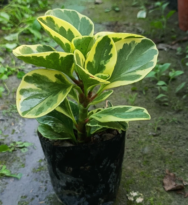 Peperomia Obtusifolia Baby Rubber Variegated