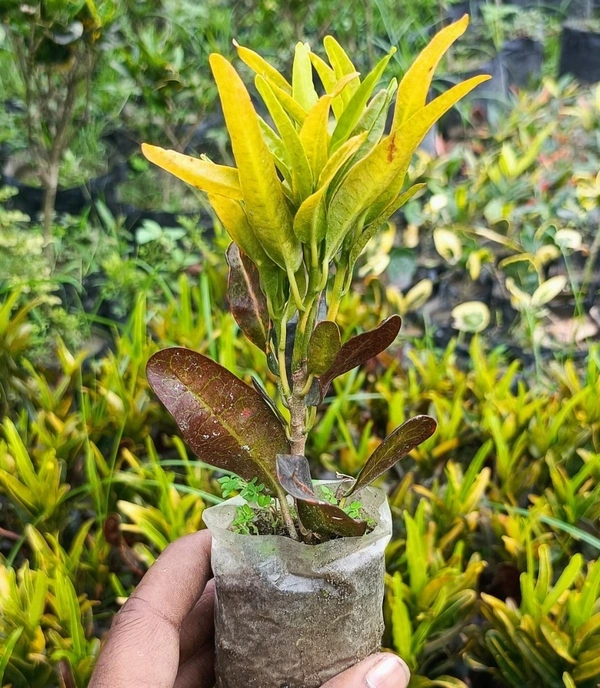 Bush on Fire Croton (200 Pcs.) - Up To 8" Sapling