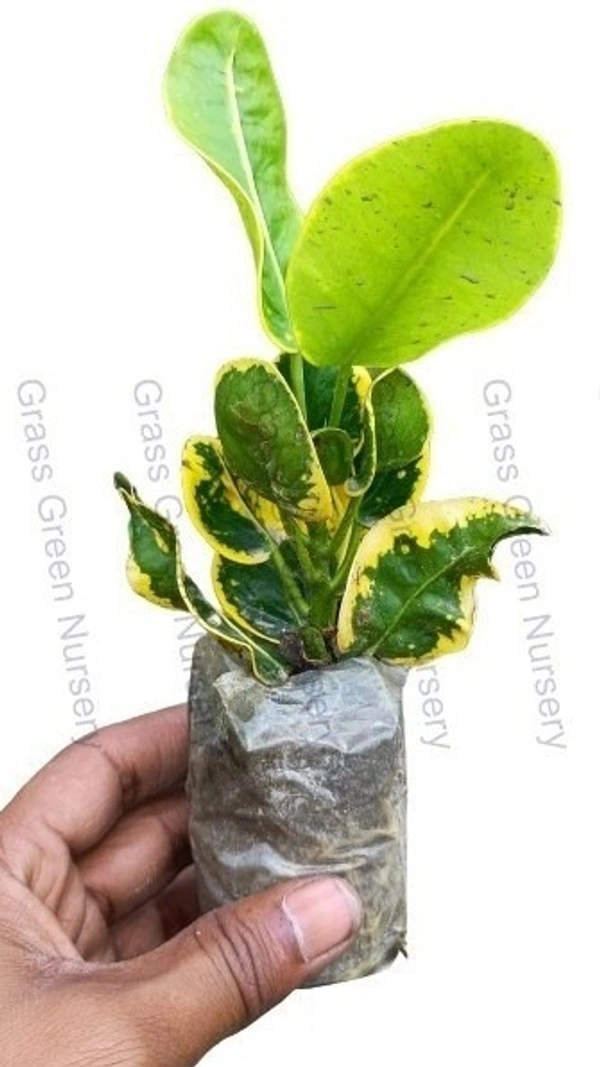 Croton Apple Leaf Sapling  (100 Pcs.)