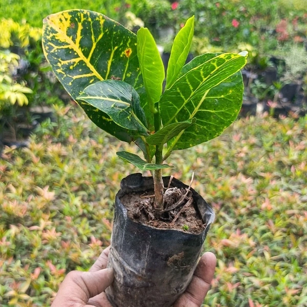 Petra Croton (200 Pcs.) - Up To 8" Sapling