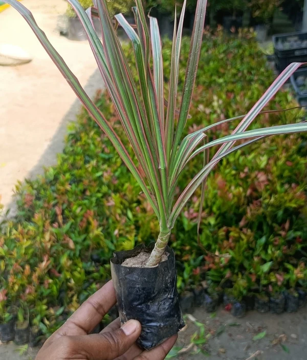 Dracaena Colorama Red Sapling (100 Pcs.)