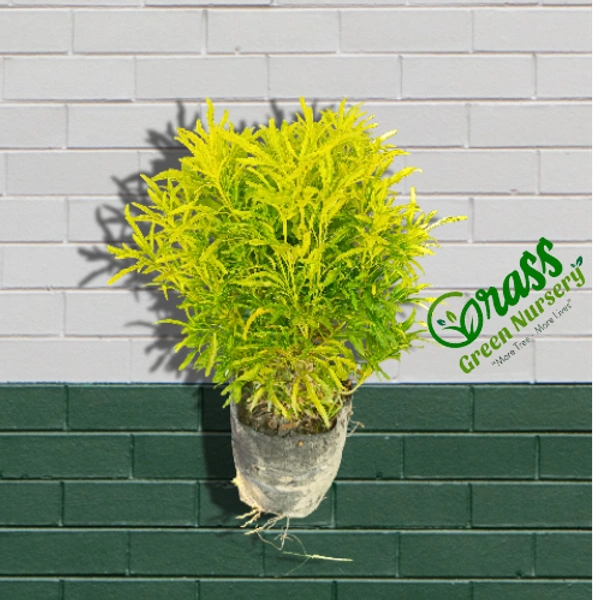 Aralia Golden 