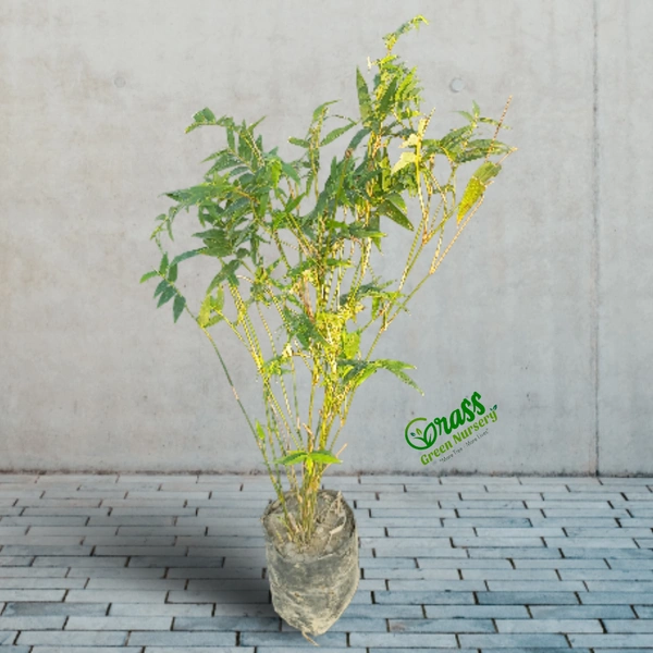 Chinese Bamboo   - 