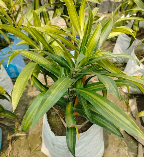 Dracaena Reflex-Song of Jamaica (50 Pcs.)