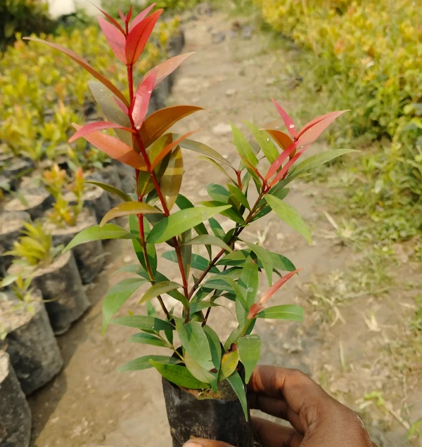 Syzygium - Aussie Boomer Sapling  (100 Pcs.)