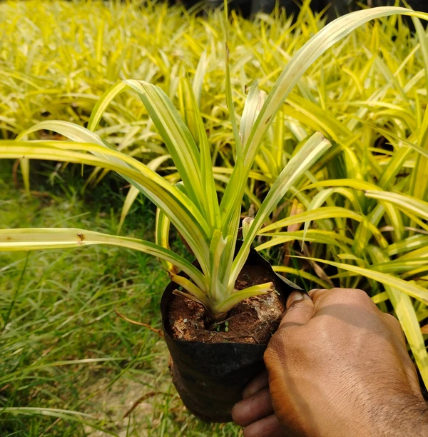 Pandanus Veitchii Sapling (100 Pcs.)