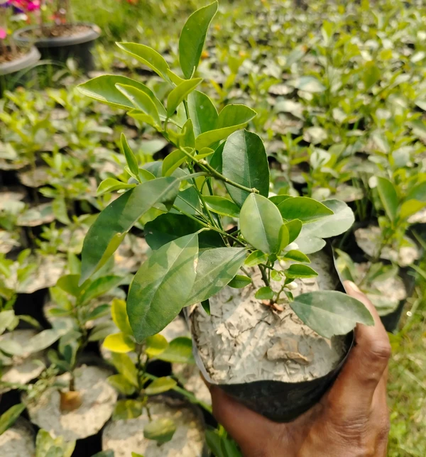 Ornamental Orange Sapling (100 Pcs.)