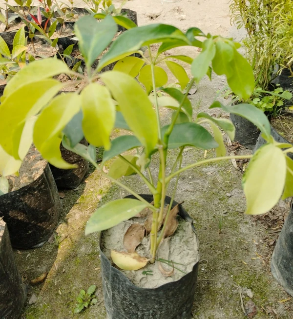 Schefflera arboricola Gold Capella (50 Pcs.)