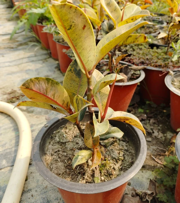 Ficus Elastica Shivereana (50 Pcs.)