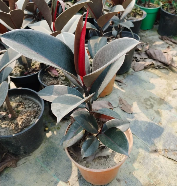 Ficus Elastic Abidjan (50 Pcs.)