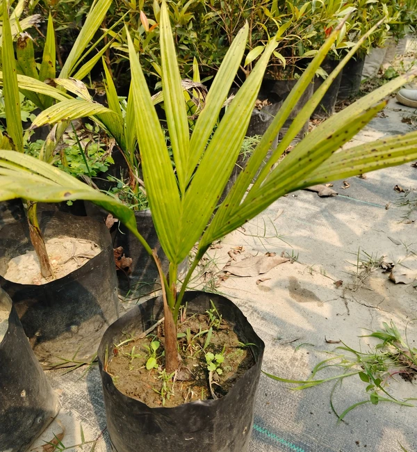 Arecanut -Swarnamangala -VTL-12 Seedling (100 Pcs.)