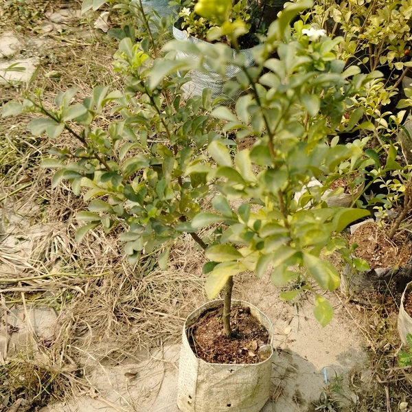 Kamini -Murraya paniculata Dwarf (50 Pcs.)