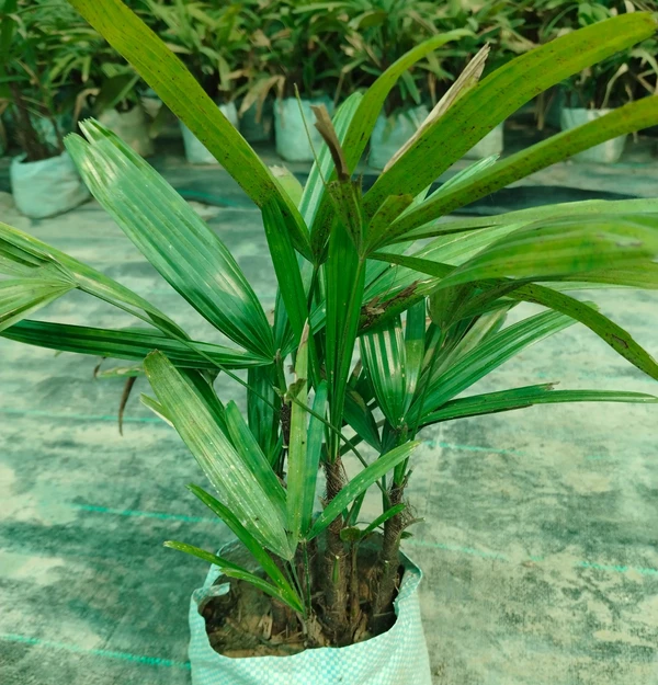 Rhapis Palm (20 Pcs.)