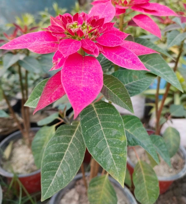 Poinsettia Princettia (50 Pcs.)