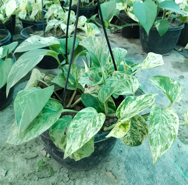 Marble Queen Pothos (50 Pcs.)