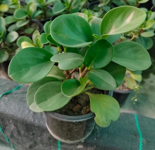 Peperomia Green (50 Pcs.)