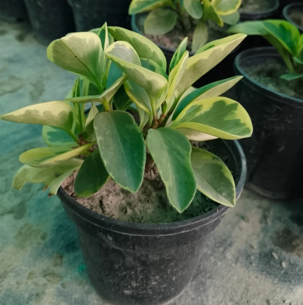 Peperomia Obtusifolia Baby Rubber Variegated (50 Pcs.)