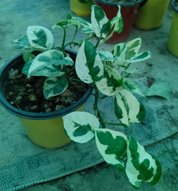 Pearls and Jade Pothos (50 Pcs.)