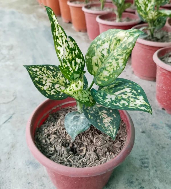 Aglaonema Snow White (50 Pcs.)