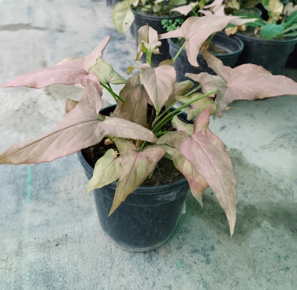 Syngonium Pink Ombre Green (50 Pcs.)