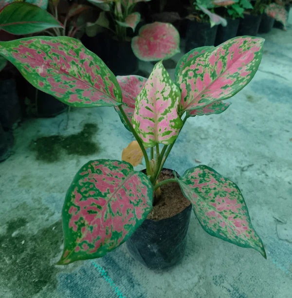 Aglaonema Red Valentine (50 Pcs.)